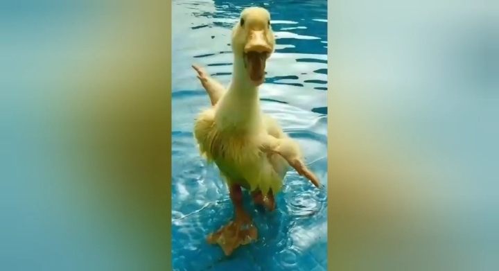 Quack – video meme sound effect