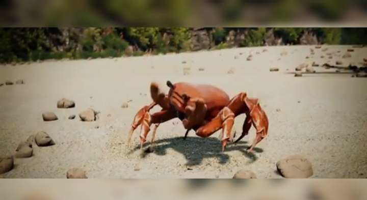 Dancing crab video meme template
