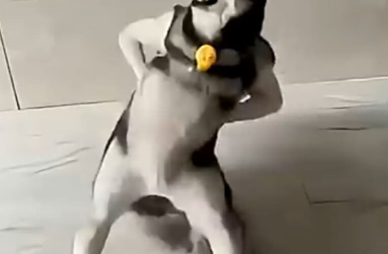 Husky Dance Video download
