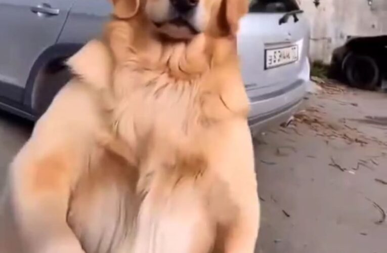AI Dog Handshaking Meme Video