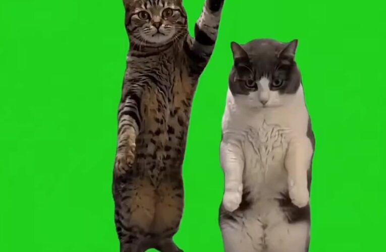 Two Cat dancing green screen viral trend